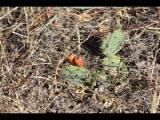 Enchanted Rock 2012